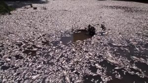 Cem toneladas de peixes mortos surgem rio da Grécia