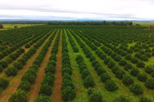 Proibição de plantio da murta fortalece expansão da citricultura