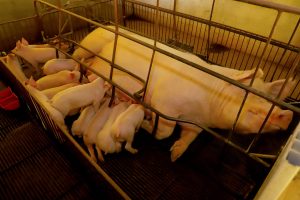 Paraná é o segundo exportador de suínos reprodutores de raça pura