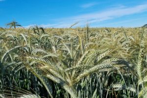 Triticale e trigo: IDR-Paraná vai apresentar novas cultivares de inverno