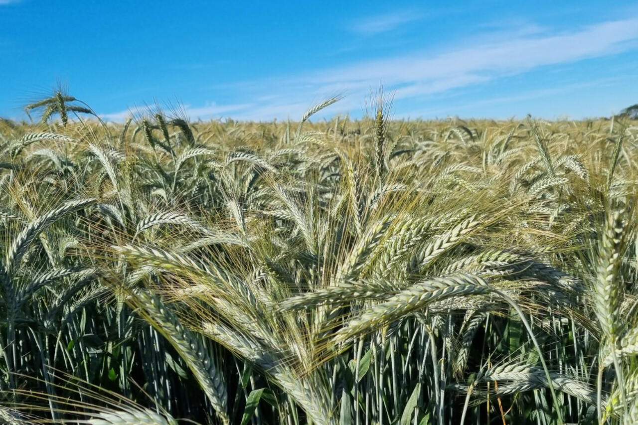 Triticale e trigo: IDR-Paraná vai apresentar novas cultivares de inverno