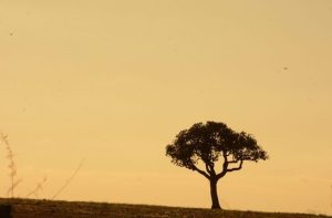 Boletim de Monitoramento do Clima aponta aumento da seca em MS