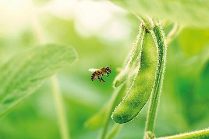 Convivência entre soja e abelhas garante aumento de produtividade