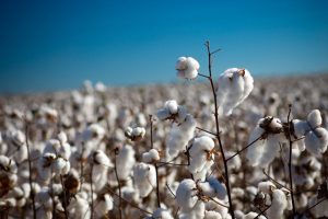 Cultivo do algodão na agricultura familiar é resgatado