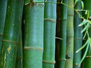 Bambu, a planta das 10 mil utilidades