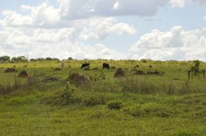 Brasil tem pastagens sobrando e pode aumentar área de plantio de soja sem desmatar
