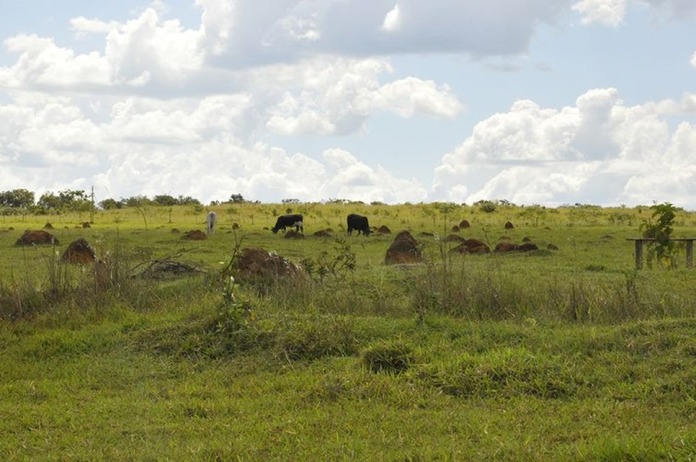 Brasil tem pastagens sobrando e pode aumentar área de plantio de soja sem desmatar