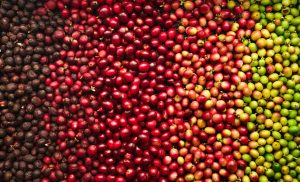 Exportações do agronegócio brasileiro superam US$ 15 bilhões em julho
