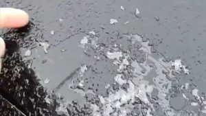 Frio intenso provoca raro fenômeno no Sul; teve geada também