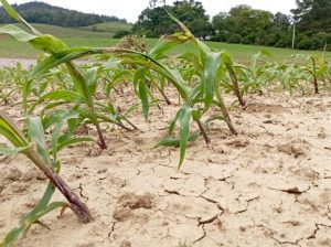 Eventos climáticos extremos: veja como a Epagri apoia as famílias rurais e da pesca