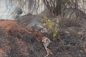 IAT orienta sobre cuidados com animais vitimados por incêndios florestais