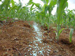 Preços dos fertilizantes em alta preocupa produtores