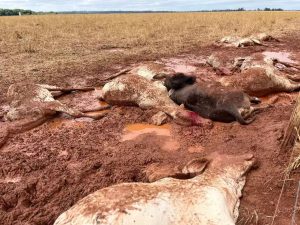 Em dia de 1,7ºC registrado no campo, gado não resiste e amanhece morto