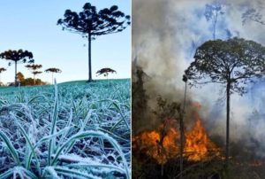 Gelo e fogo: Geadas no Sul e calor, seca e incêndios no restante do país