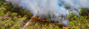 Paraná está próximo de bater recorde histórico de incêndios no meio rural