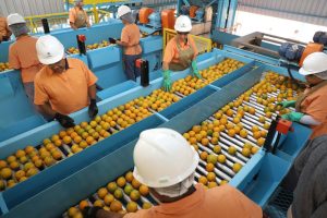 Indústria de suco de laranja investe R$ 20 milhões em nova unidade