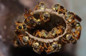 Senar lança curso Ead sobre criação e manejo de abelhas sem ferrão