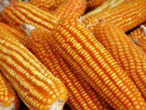 Garantia do suprimento de milho é desafio para expansão da pecuária na região Sul