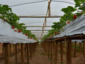 Epagri capacita profissionais em produção de morango semi-hidropônico