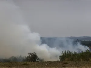 Mais de 300 animais da pecuária morrem em incêndios