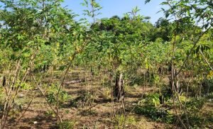 Praga quarentenária da mandioca é detectada pela primeira vez no Brasil