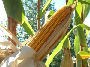 Produtividade: Colheita de 1 milhão toneladas a mais sem ampliar a área plantada