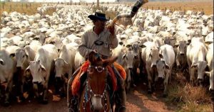 Mato Grosso segue com o maior rebanho bovino do Brasil: 31,5 milhões de animais