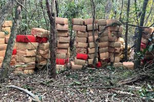 PMPR apreende 6 toneladas de maconha em área rural