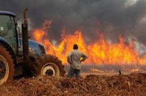 Medidas serão tomadas para recuperação de lavouras afetadas por incêndios