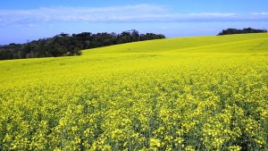 Ventos causaram acamamento nas lavouras de canola