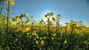 Canola está com desenvolvimento satisfatório e embeleza paisagem agrícola