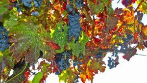 Safra de uvas teve queda de 26,58% em 2024