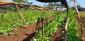 Cultivo de flores é alternativa de renda e de bem-estar