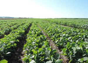 Fortalecimento da defesa agropecuária em emergências sanitárias é um marco para o setor