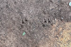 Ataques de onças preocupam moradores de propriedades rurais do Paraná