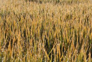 Arrozeiros reforçam orientação de manutenção do mercado interno de arroz
