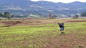 Universidade apresenta uso de plantas para recuperação de solos atingidos pela enchente