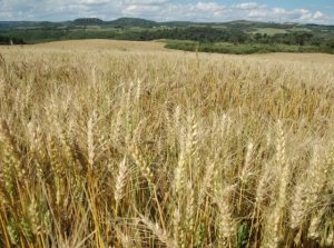 Boletim Agropecuário aponta boas condições das lavouras de inverno