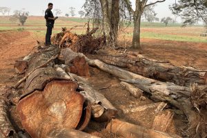 Denúncia anônima: IAT aplica multa de R$ 416 mil por desmatamento em fazenda