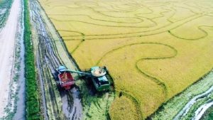 Plantio de arroz pode atrasar devido ao excesso de chuvas