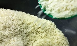 Conab vai doar sementes de arroz para agricultores familiares