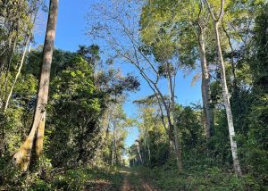 Secas atrasam em 20 anos a reposição de estoques de madeira em floresta manejada