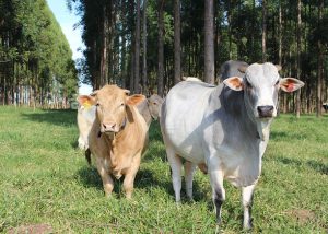 Pelagem tem influência direta na adaptação de bovinos às mudanças climáticas