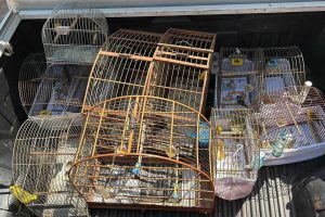 IAT desarticula cativeiros irregulares e recupera aves no Noroeste