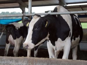 Pesquisa aponta potencial da produção de leite e de ovos