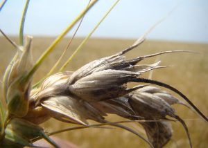 Com mudanças climáticas, doença pode reduzir em 13% a produção mundial do trigo
