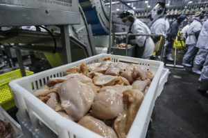 Já virou tradição! PR tem recordes na produção de frangos e suínos em 2024