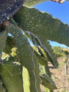 Cal pode usada como protetor solar de plantas