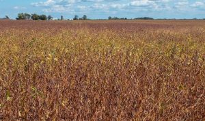 Seca causa prejuízos no campo