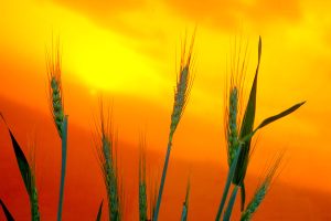 Boletim Agrometeorológico analisa seca de agosto e cenário agrícola